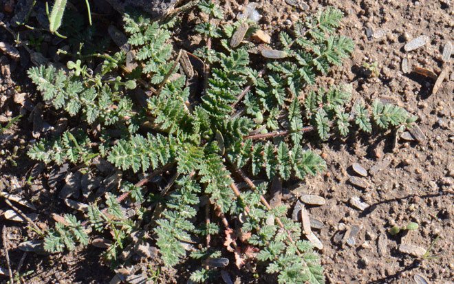 Erodium cicutarium, Redstem Stork's Bill